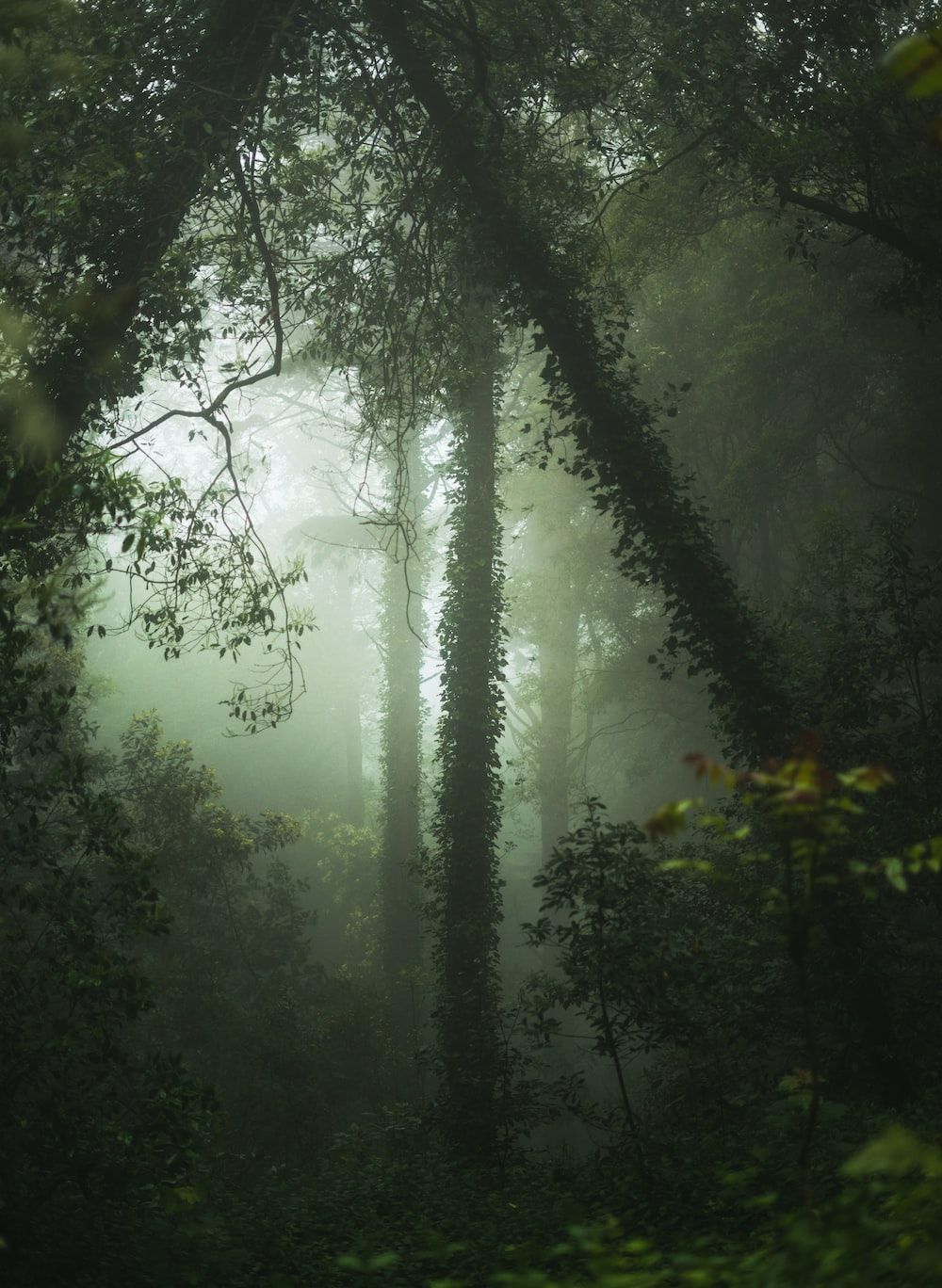 A misty forest with a path leading through it - Jungle