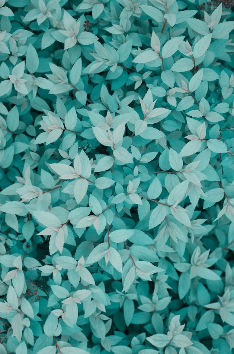 Download Feel the calming power of tranquil turquoise. Wallpaper