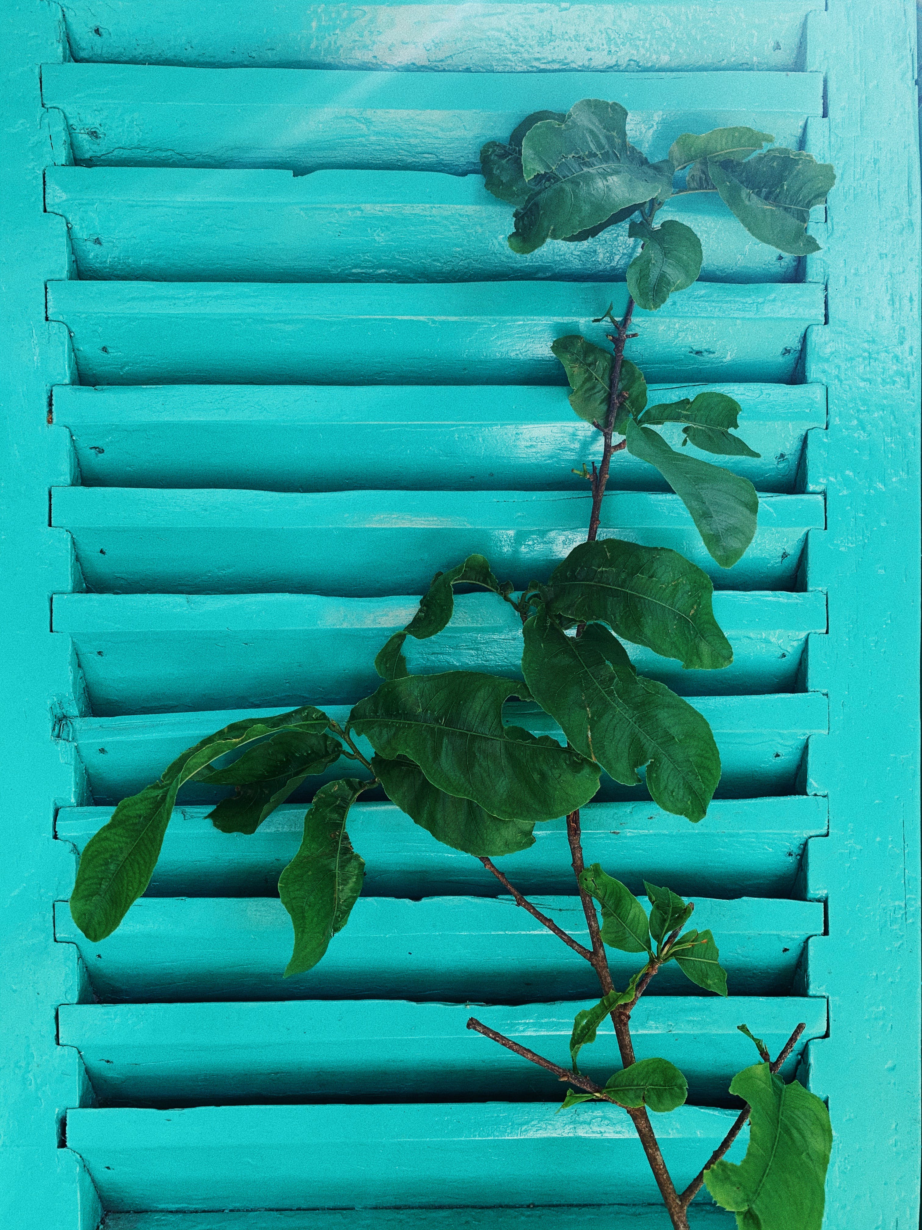 A green plant growing through a blue window. - Turquoise