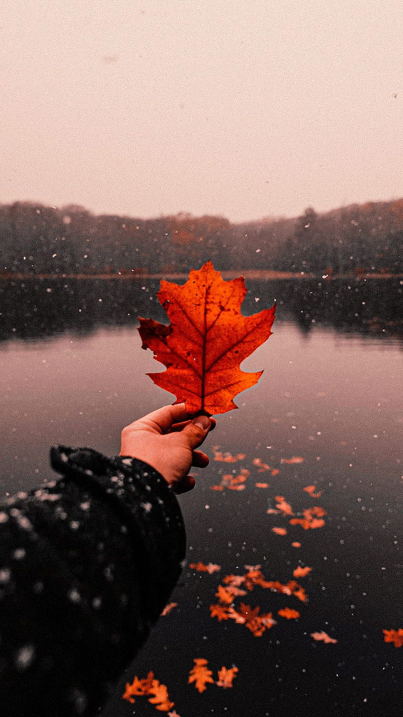 HD autumn aesthetic wallpaper