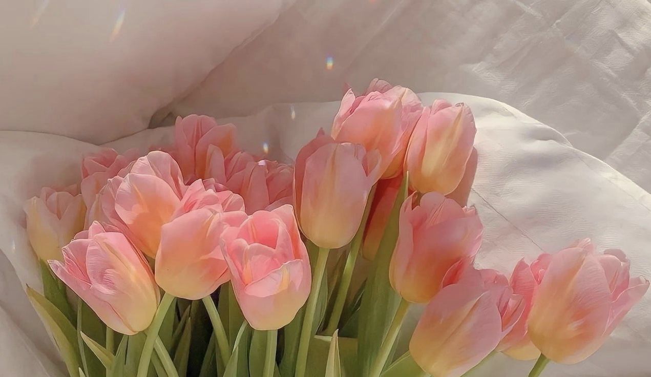 A bouquet of pink tulips with a white sheet behind them. - Tulip
