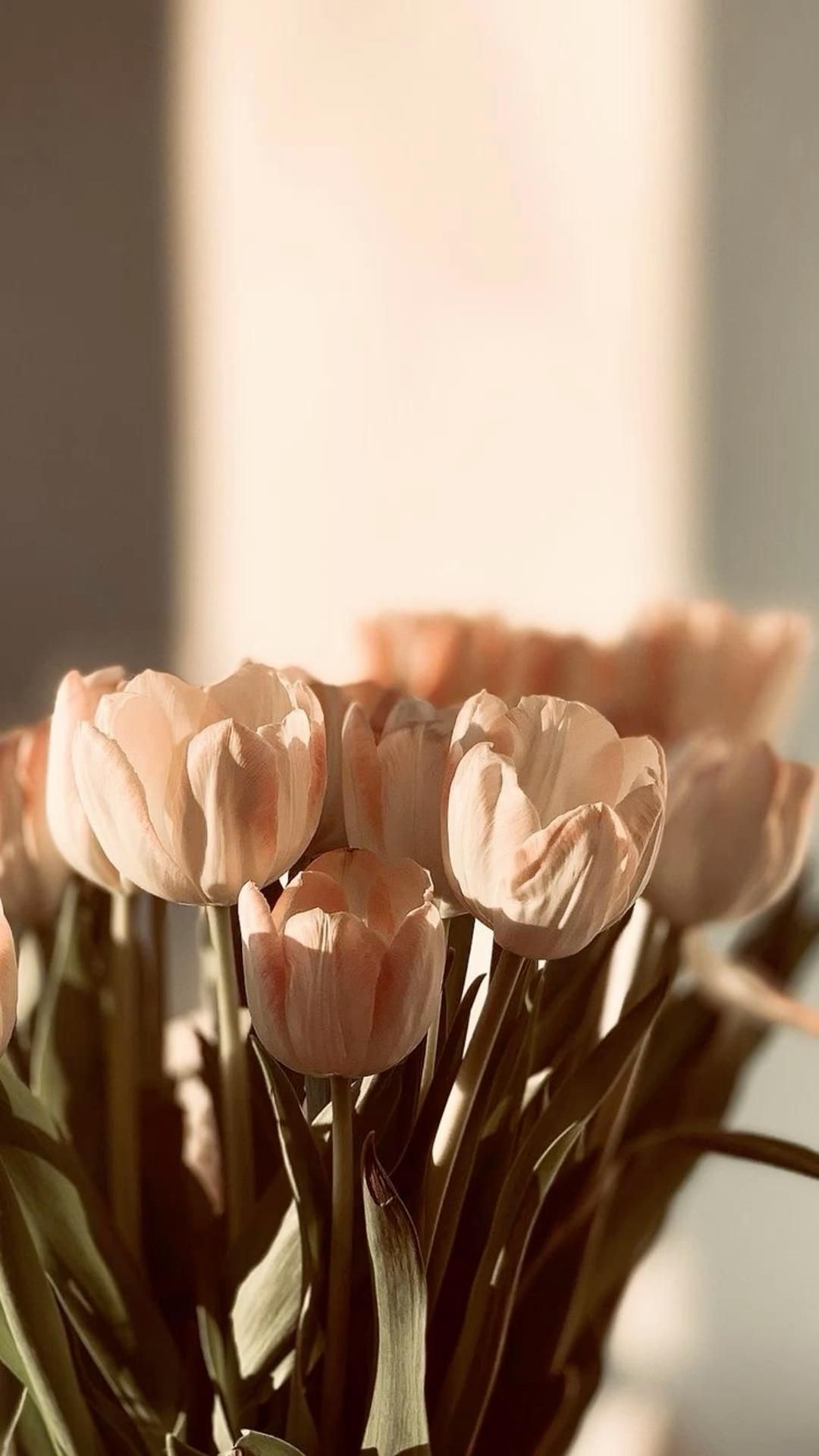 A bouquet of pink and peach tulips sit in a vase, with some of the flowers facing forward and others facing backward. The light shines through the flowers, creating a warm and soft atmosphere. - Tulip