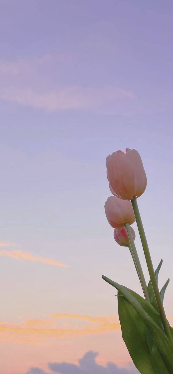 IPhone wallpaper of pink tulips with a purple and blue sunset sky - Tulip