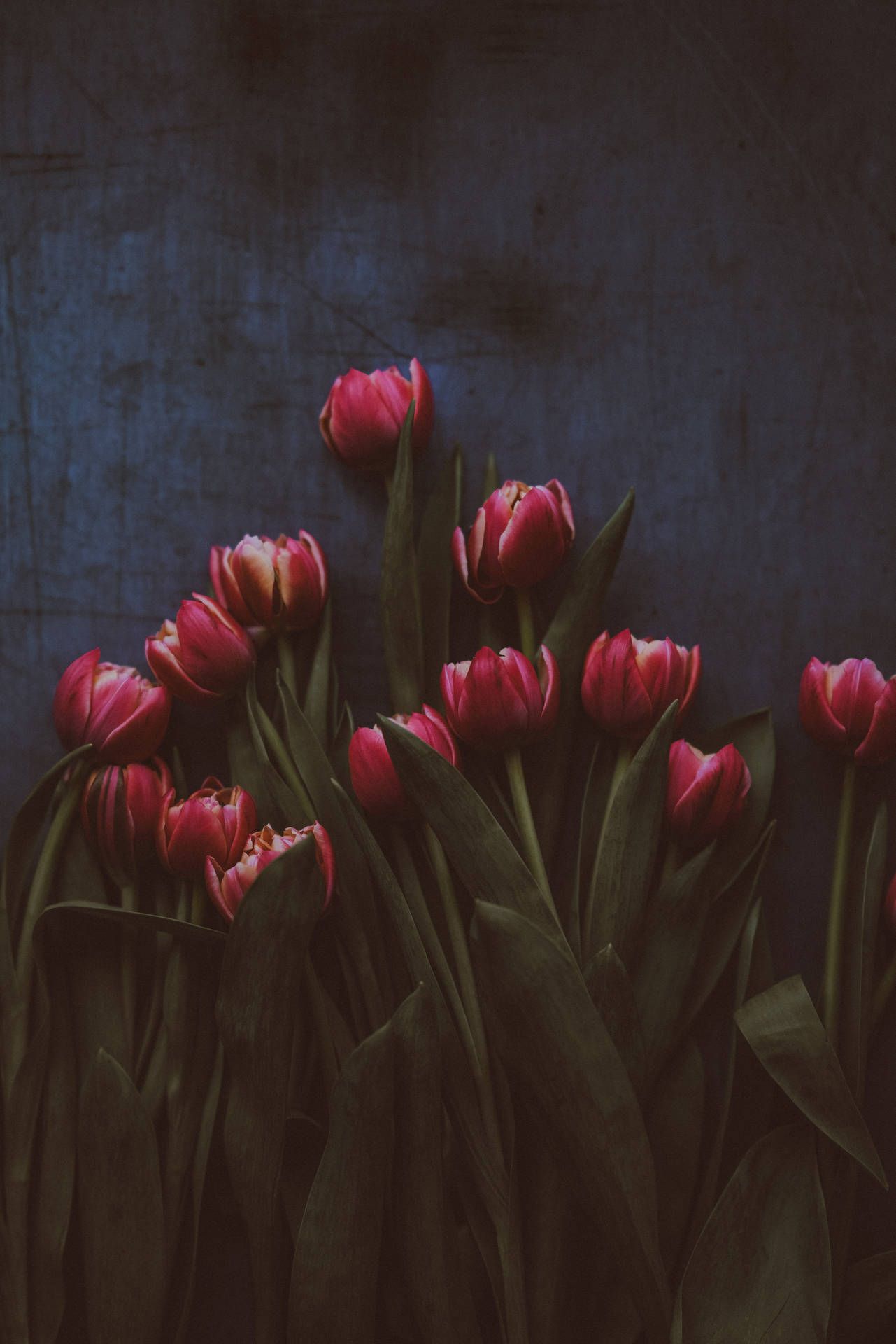 A bouquet of red tulips with green leaves. - Tulip