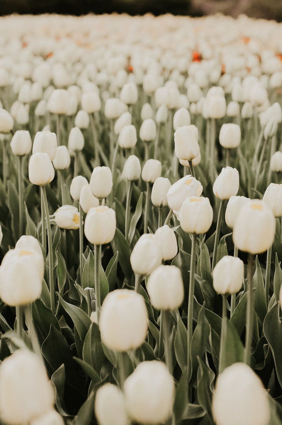 A field of white tulips in the sunshine - Tulip