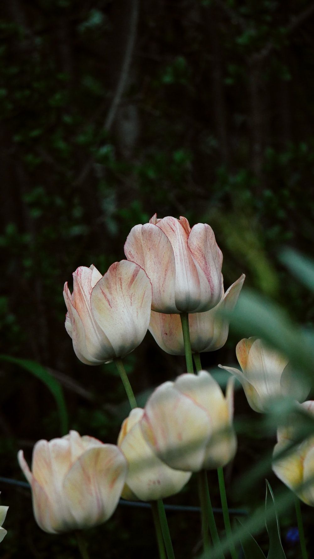 A group of pink tulips in a garden photo