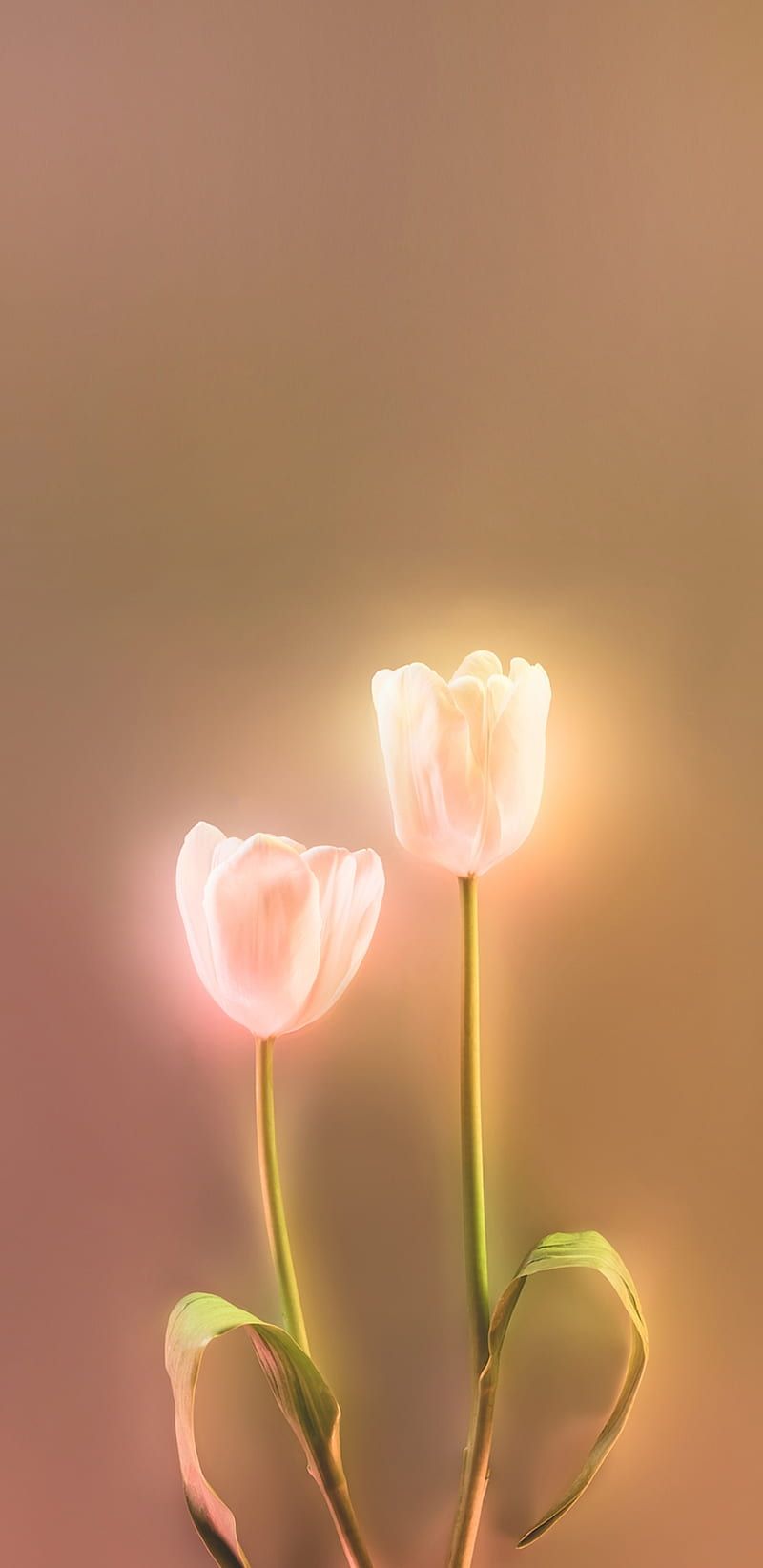 Two pink tulips on a brown background - Tulip