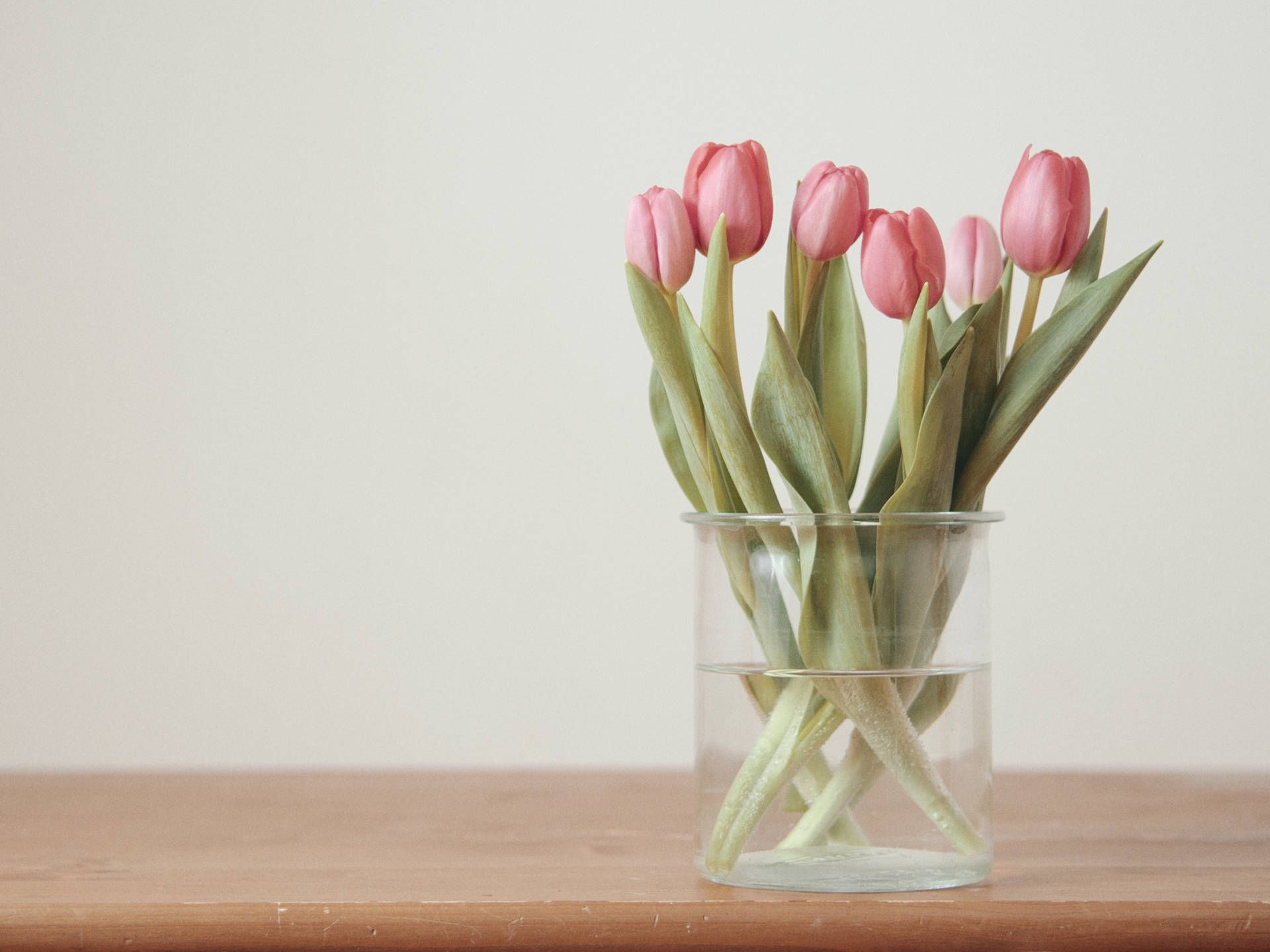 Pink tulips in a glass vase on a wooden table. - Tulip