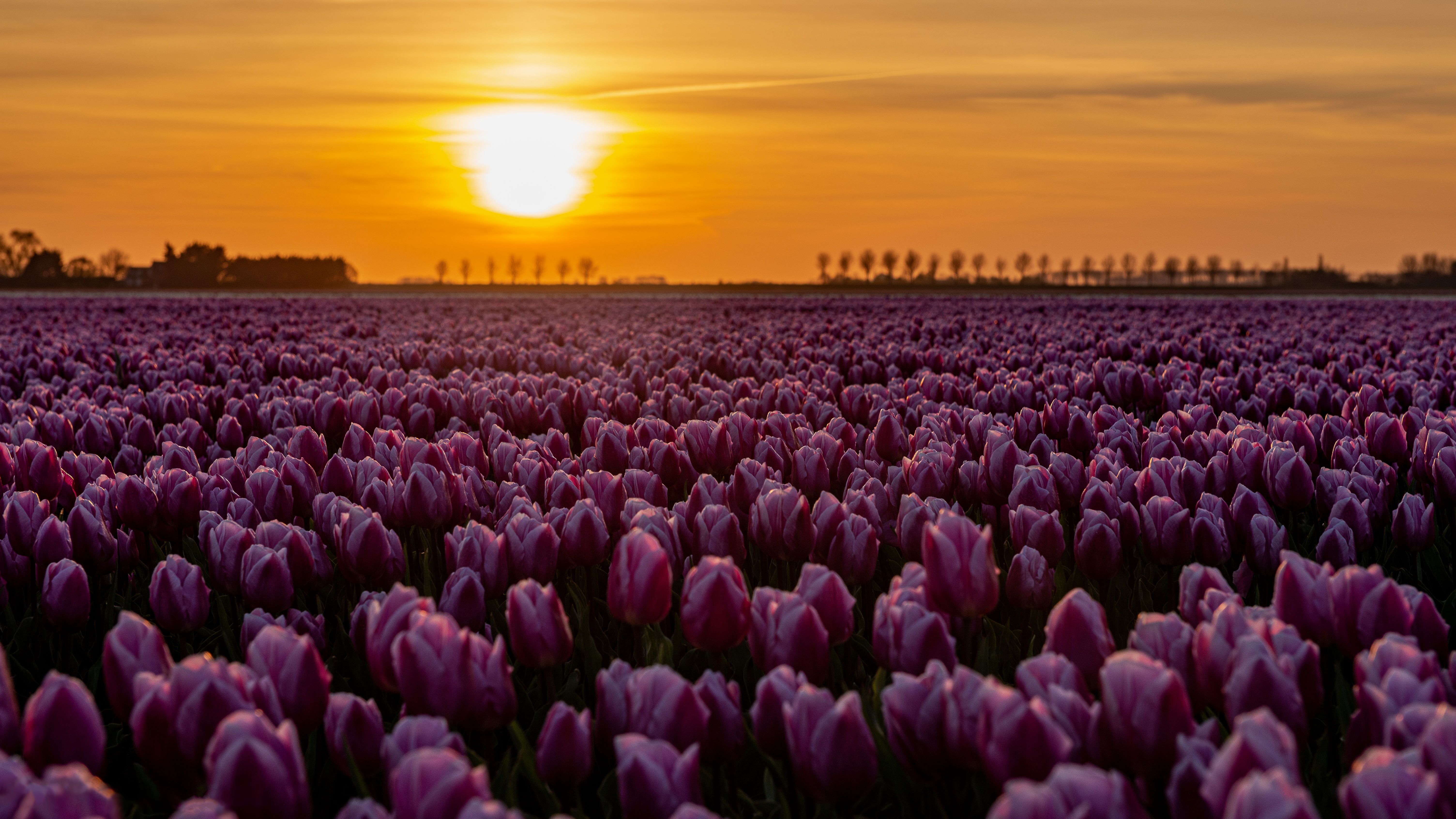 A field of purple tulips at sunset - Tulip
