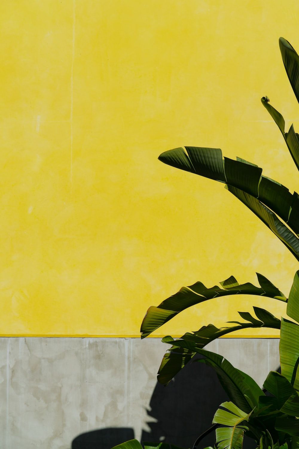 A yellow wall with a plant in the foreground - Banana