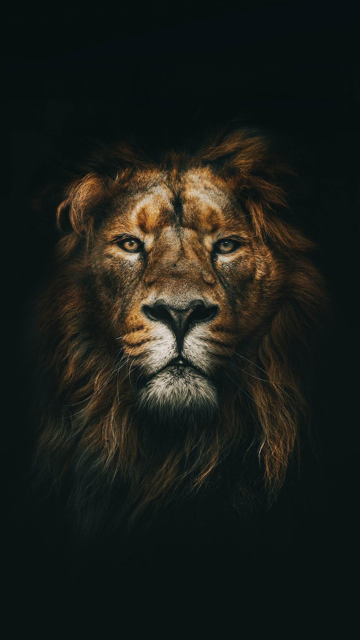 Lion Aesthetic Picture Wallpaper