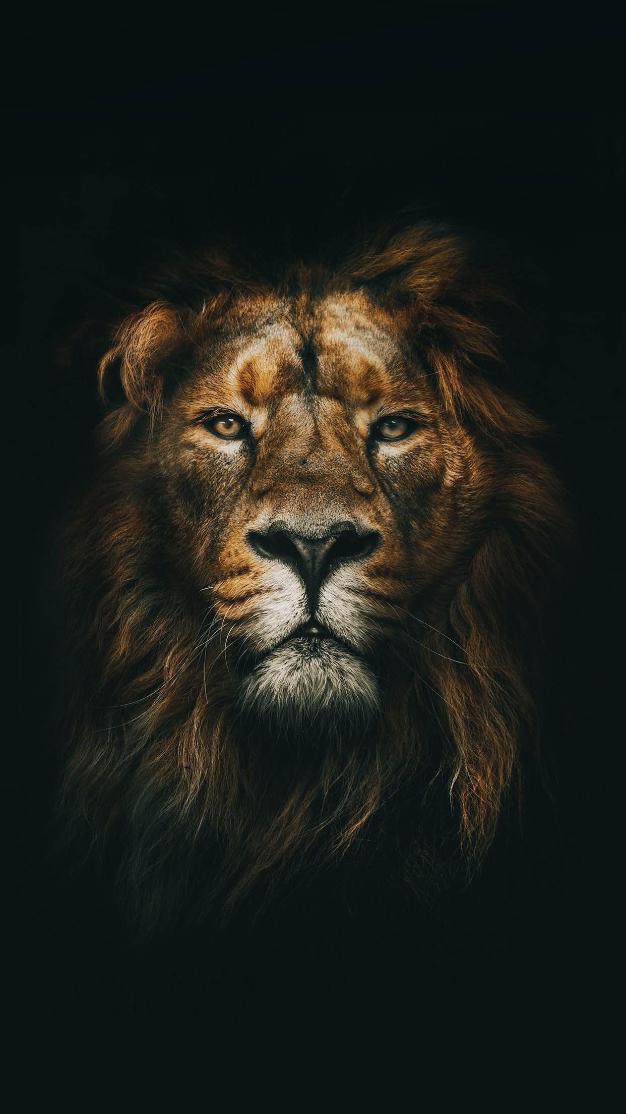 Lion on a black background - Lion