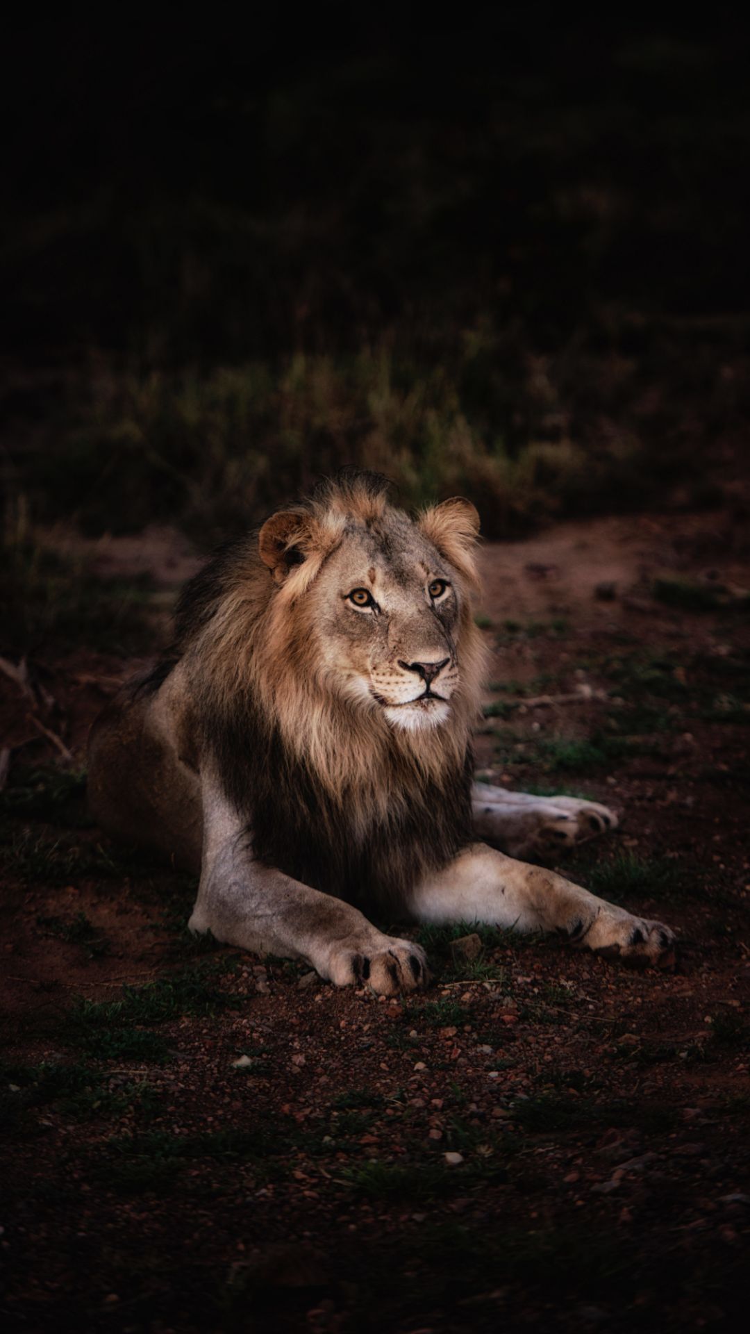 A lion sitting on the ground in front of some trees - Lion