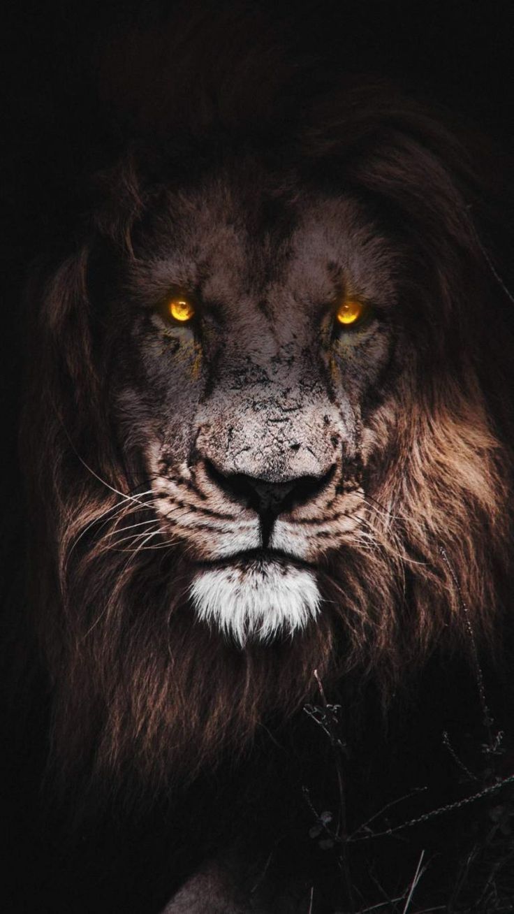 Lion wallpaper for iPhone from the 1920x1080 wallpaper gallery. - Lion