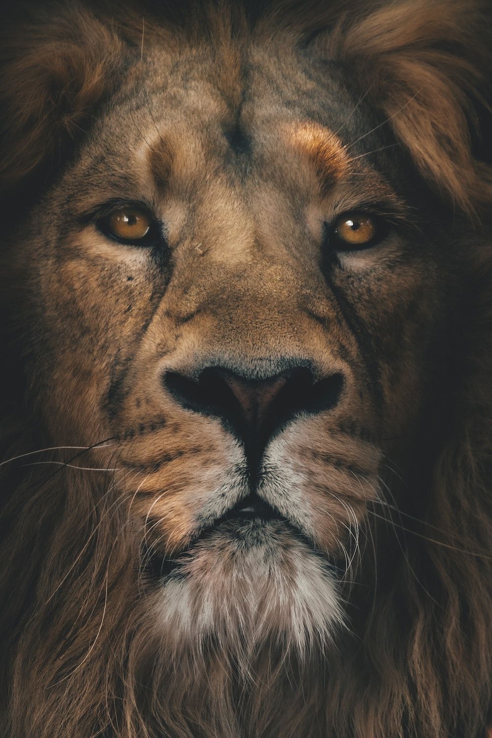 brown lion in close up photography photo