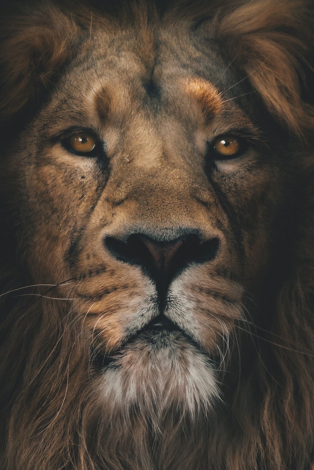 A lion staring at the camera with a black background - Lion