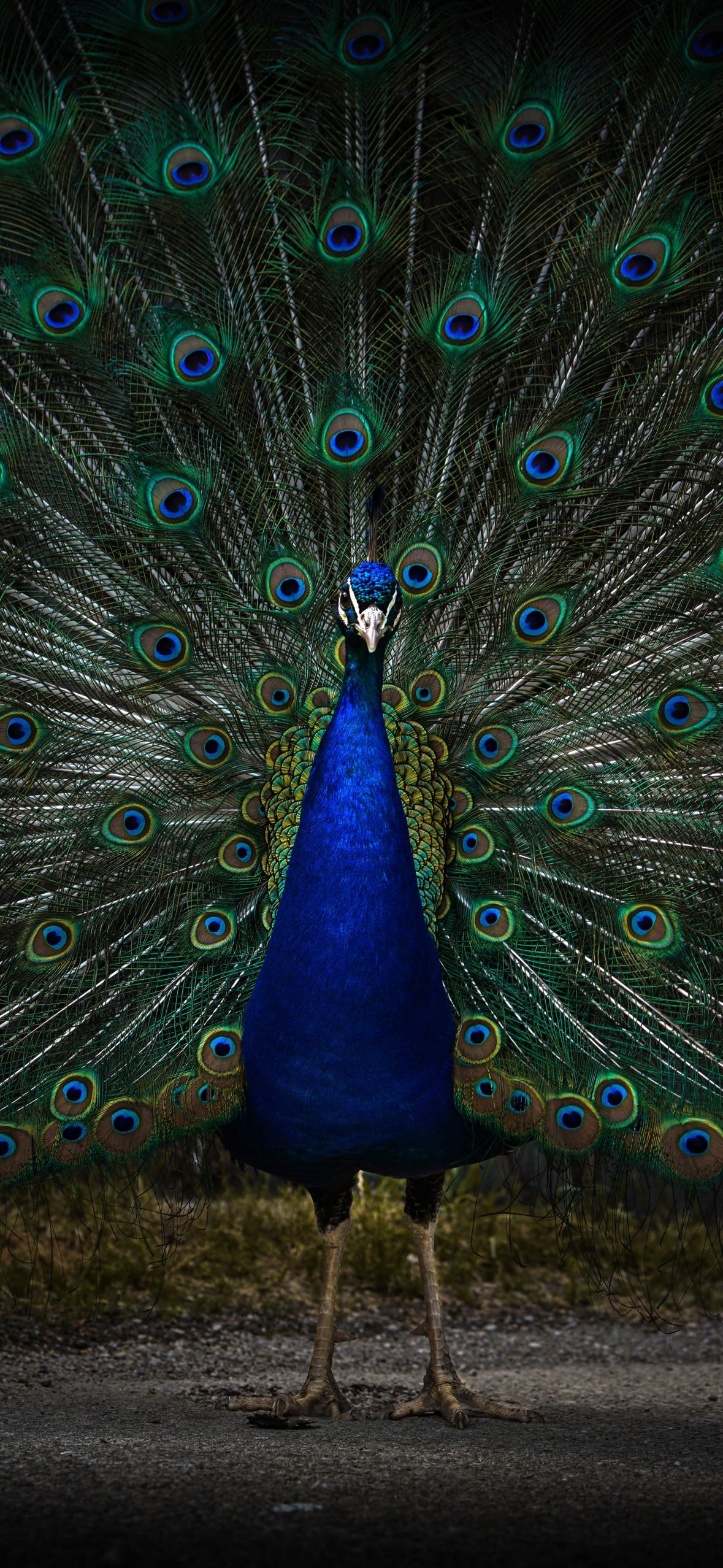 Peacock Wallpaper 4K, Peafowl, Zoo, Dark, 5K, 8K