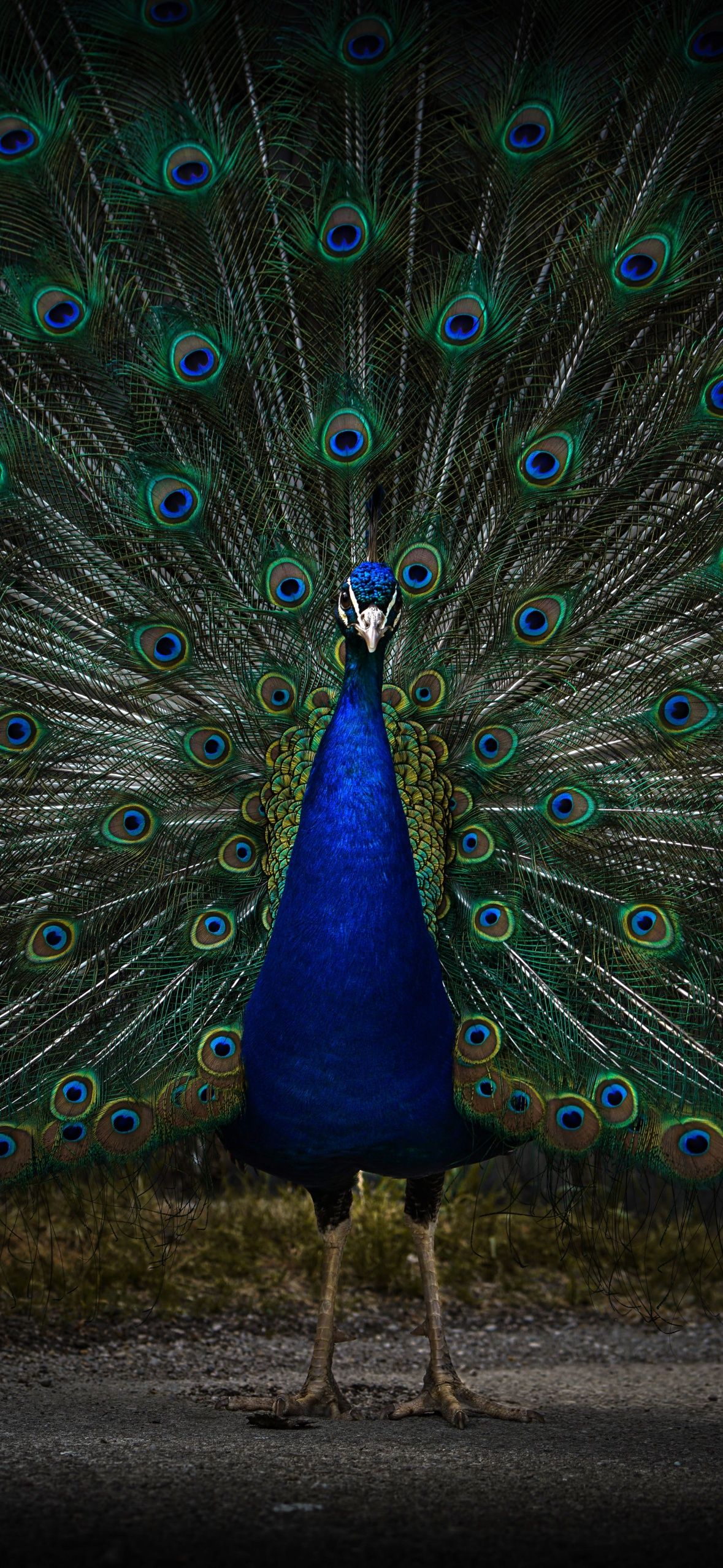 A peacock with its tail feathers spread out. - Peacock