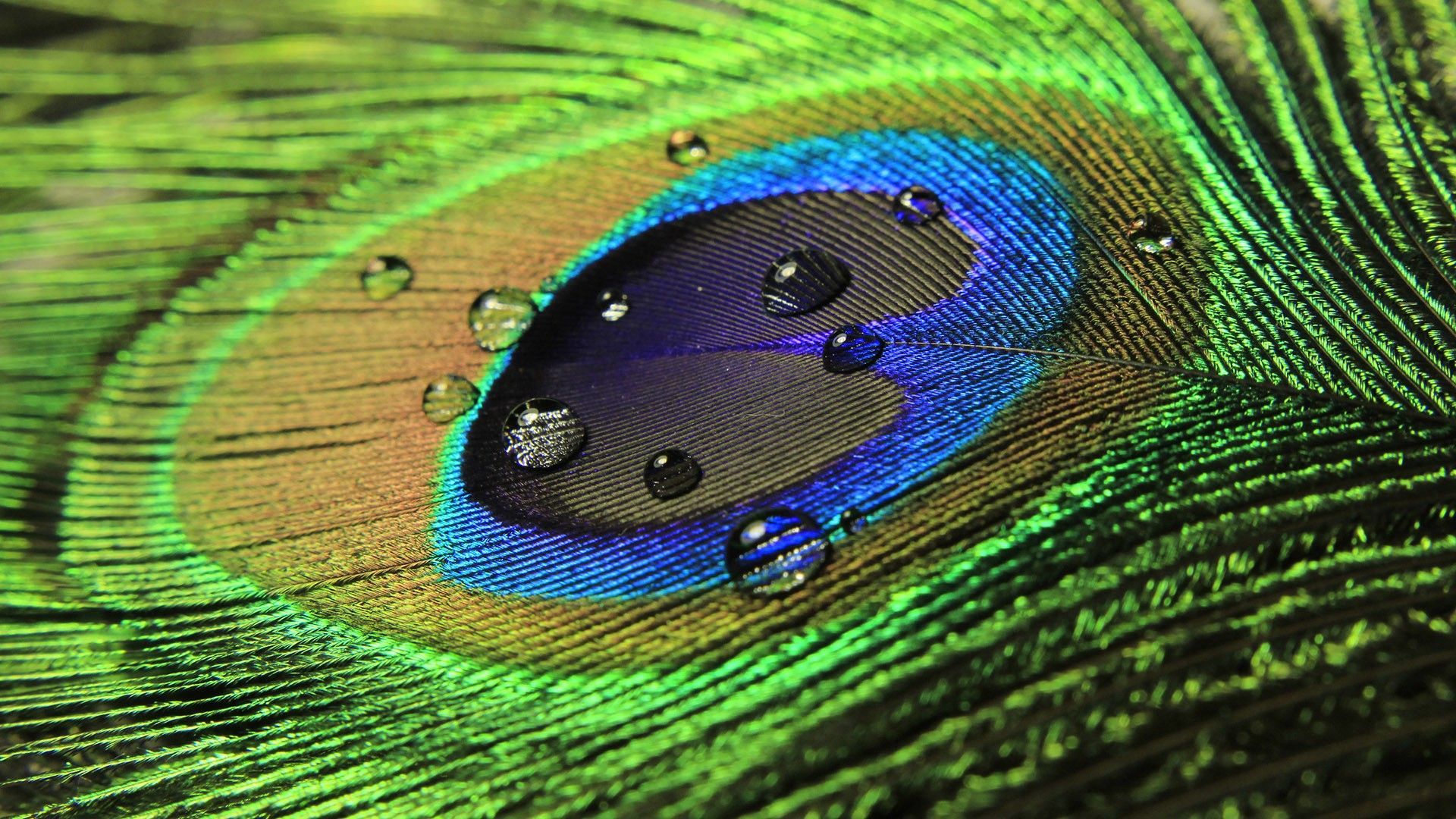 A peacock feather with water droplets on it - Peacock