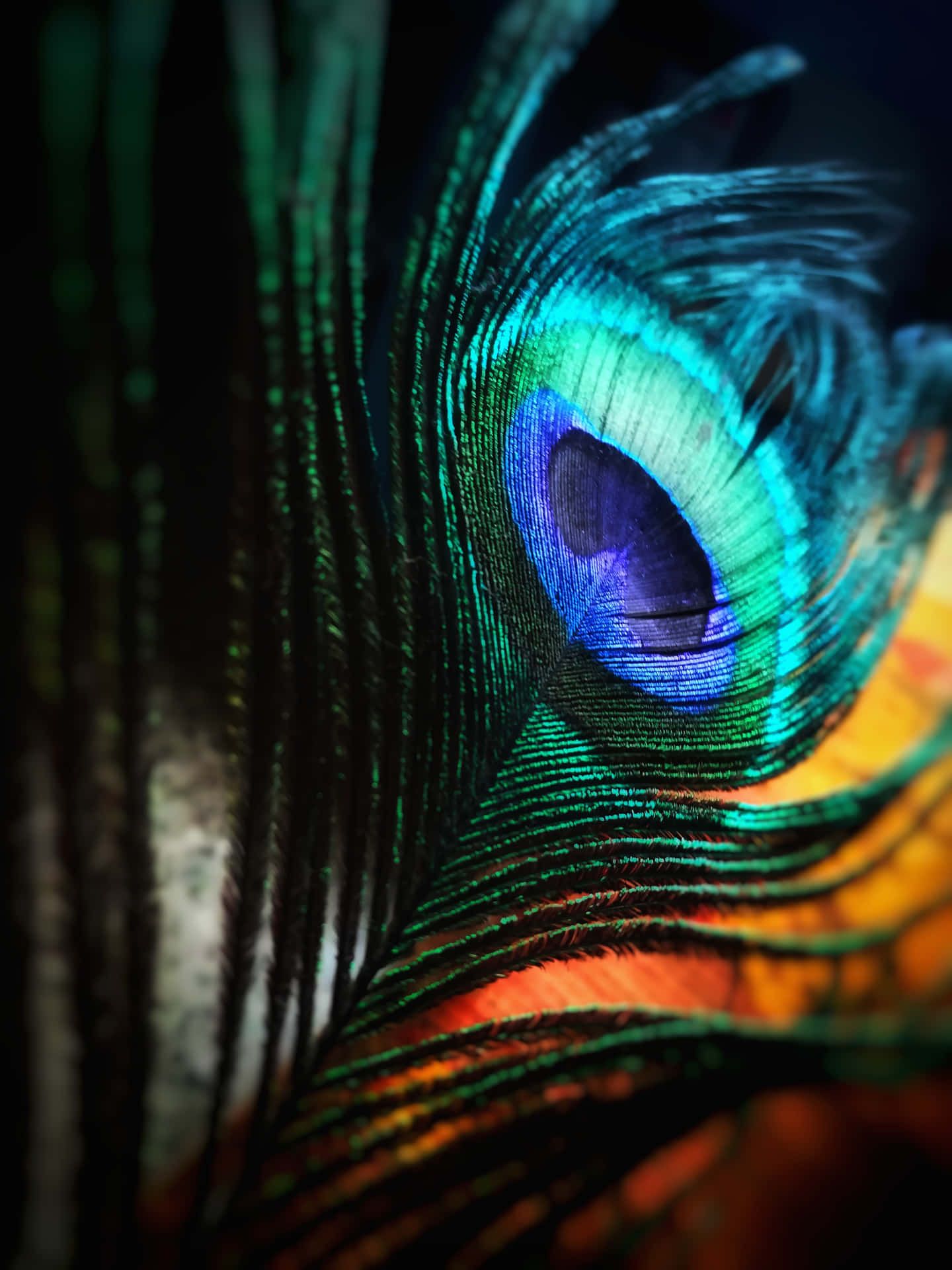 A close up of a peacock feather with blue, green, and orange colors. - Peacock