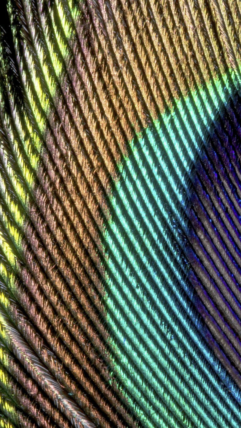 Microscopic image of a peacock feather - Peacock, macro