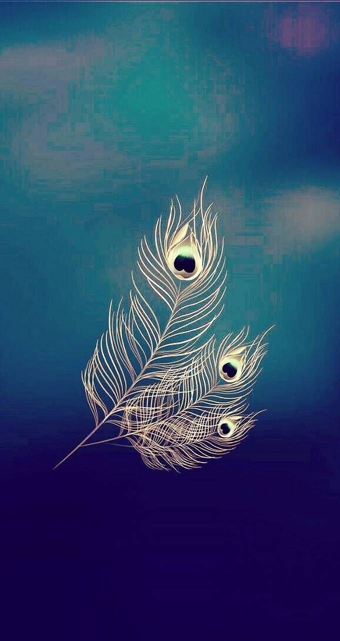 Peacock feathers on a blue background - Peacock