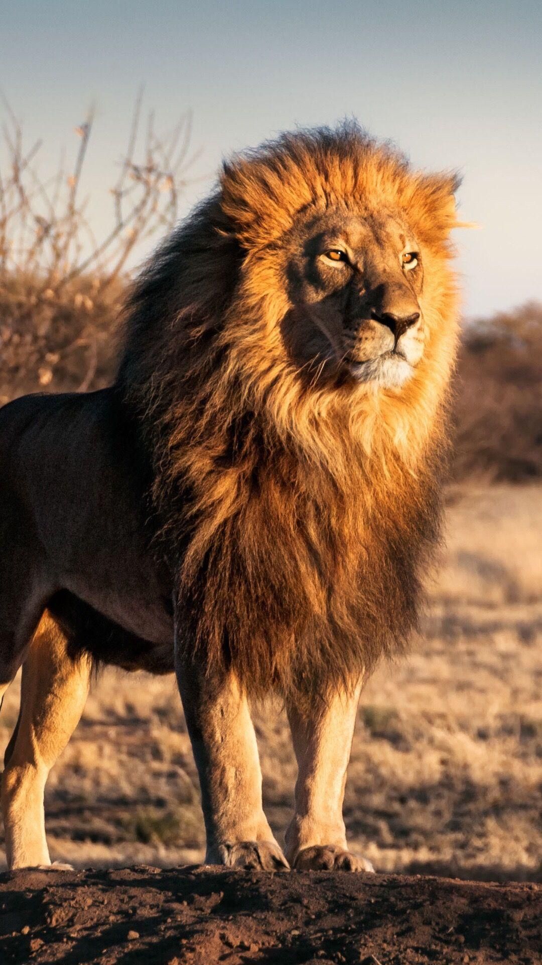 A lion standing on top of a dirt field. - Lion