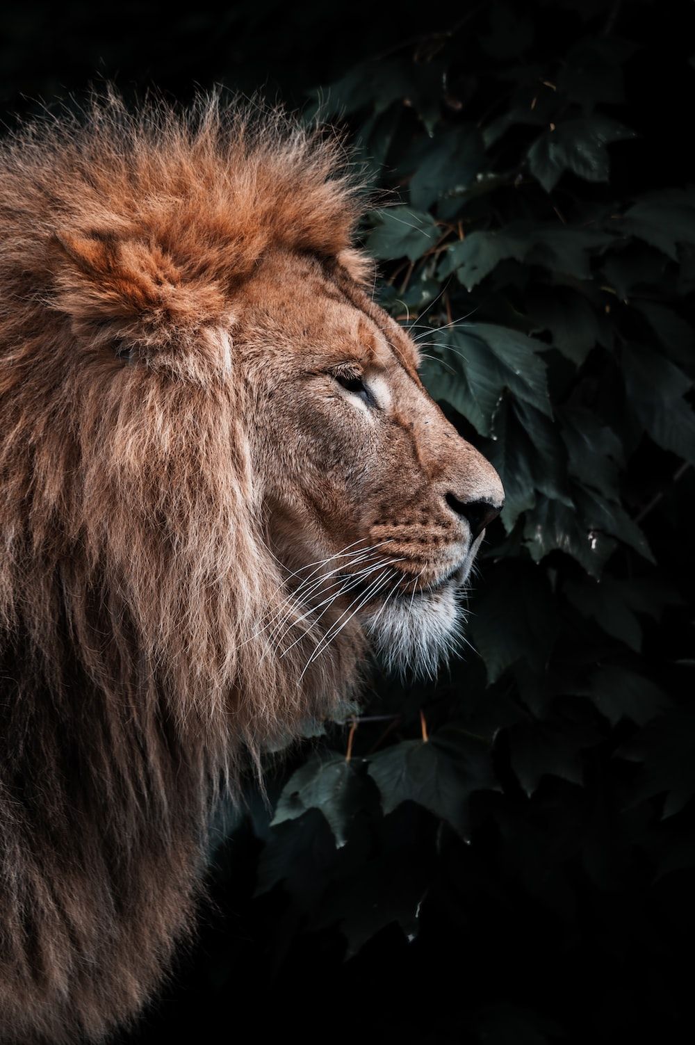 lion in black background in grayscale photography photo