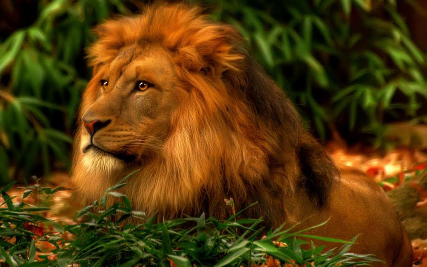 A lion sitting in the grass with leaves - Lion