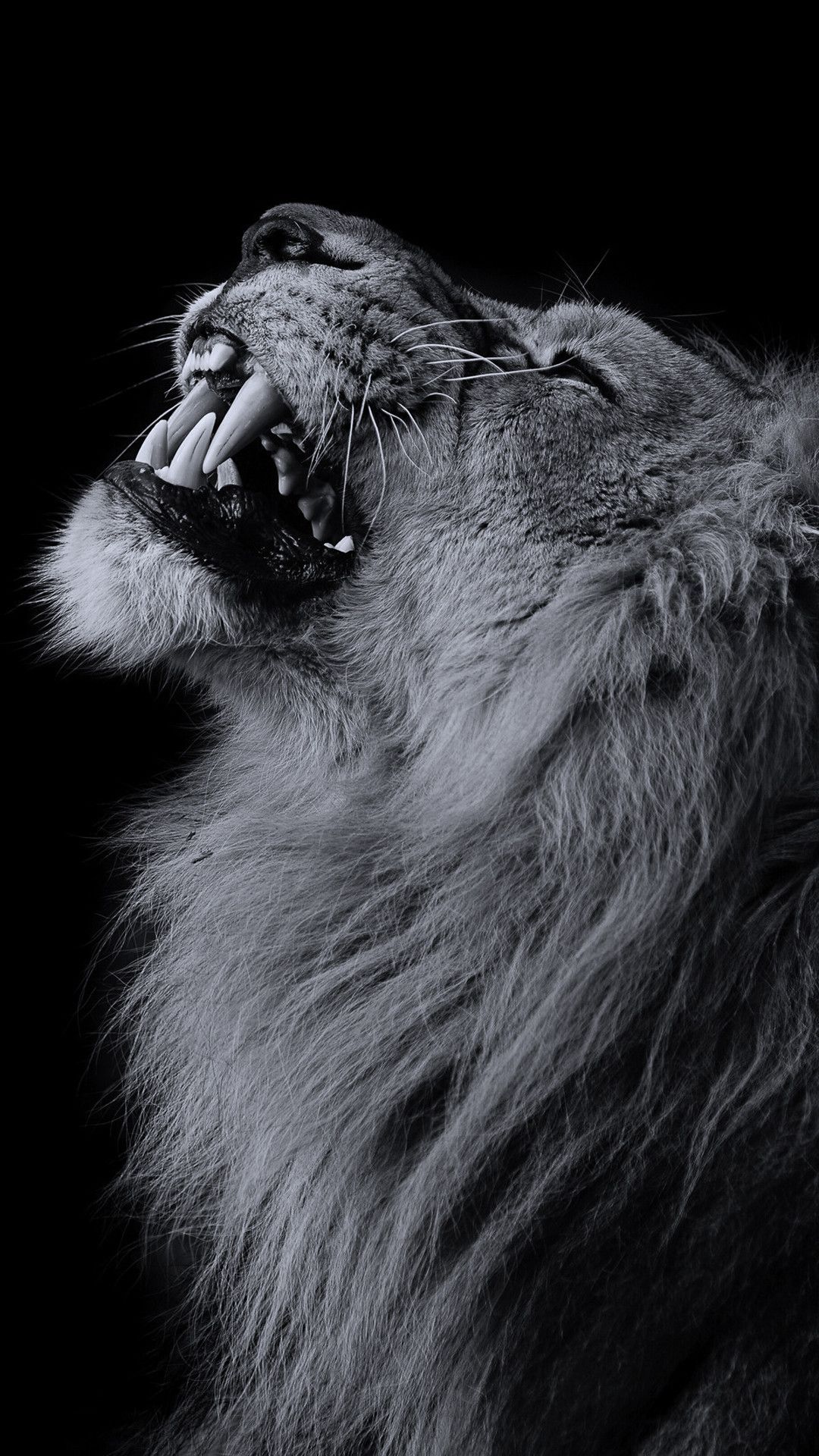 A black and white photo of an animal - Lion