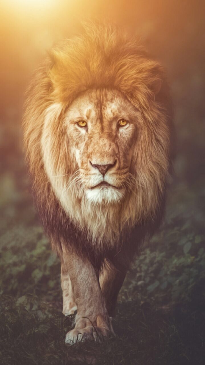 Do lions like humans?. Lions photo, Lion picture, Lion live wallpaper