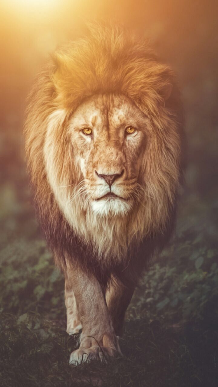 A lion walking in the grass with the sun shining behind it. - Lion