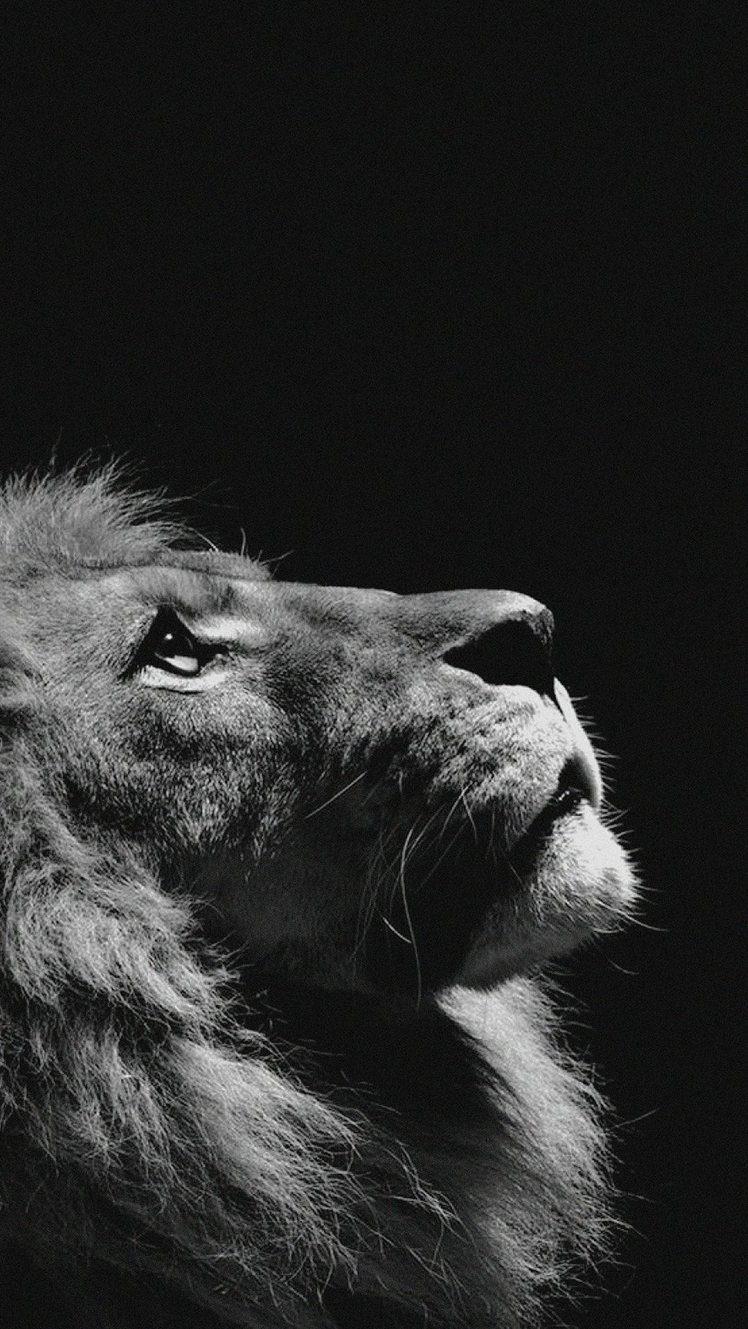 Download Animal Lion Black And White Portrait iPhone Wallpaper
