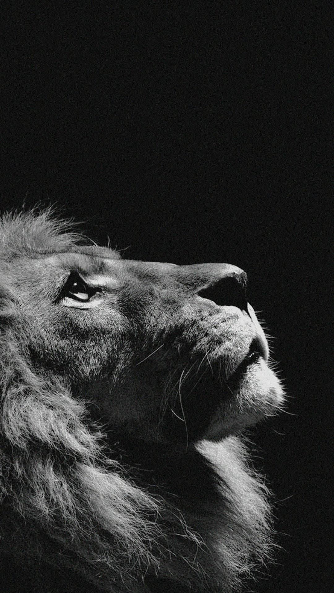 A lion looking up at the sky in black and white - Lion