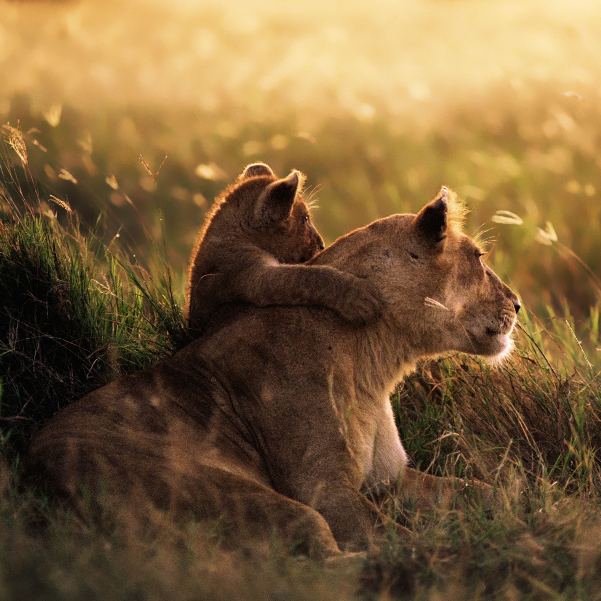 A lioness and her cub laying in the grass - Lion