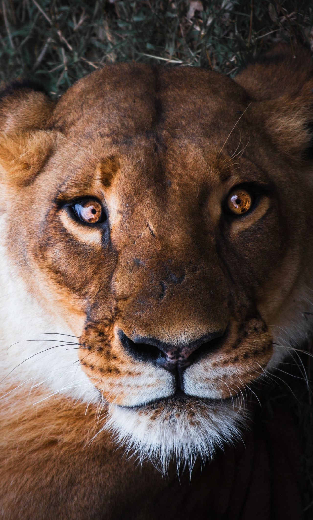 Download wallpaper 1280x2120 lioness, female lion, curious, muzzle, close up, iphone 6 plus, 1280x2120 HD background, 8115