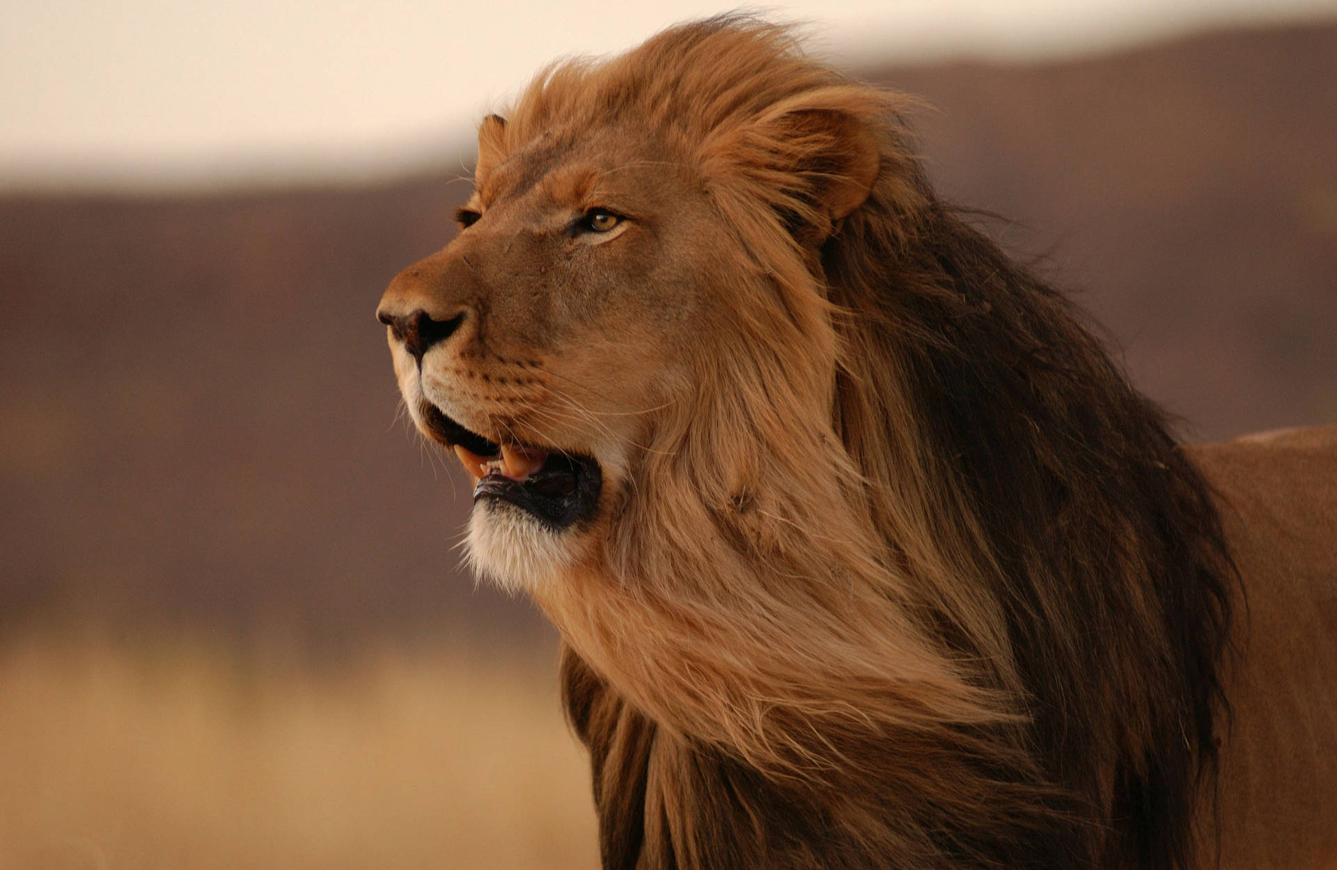 A lion with a beautiful mane. - Lion