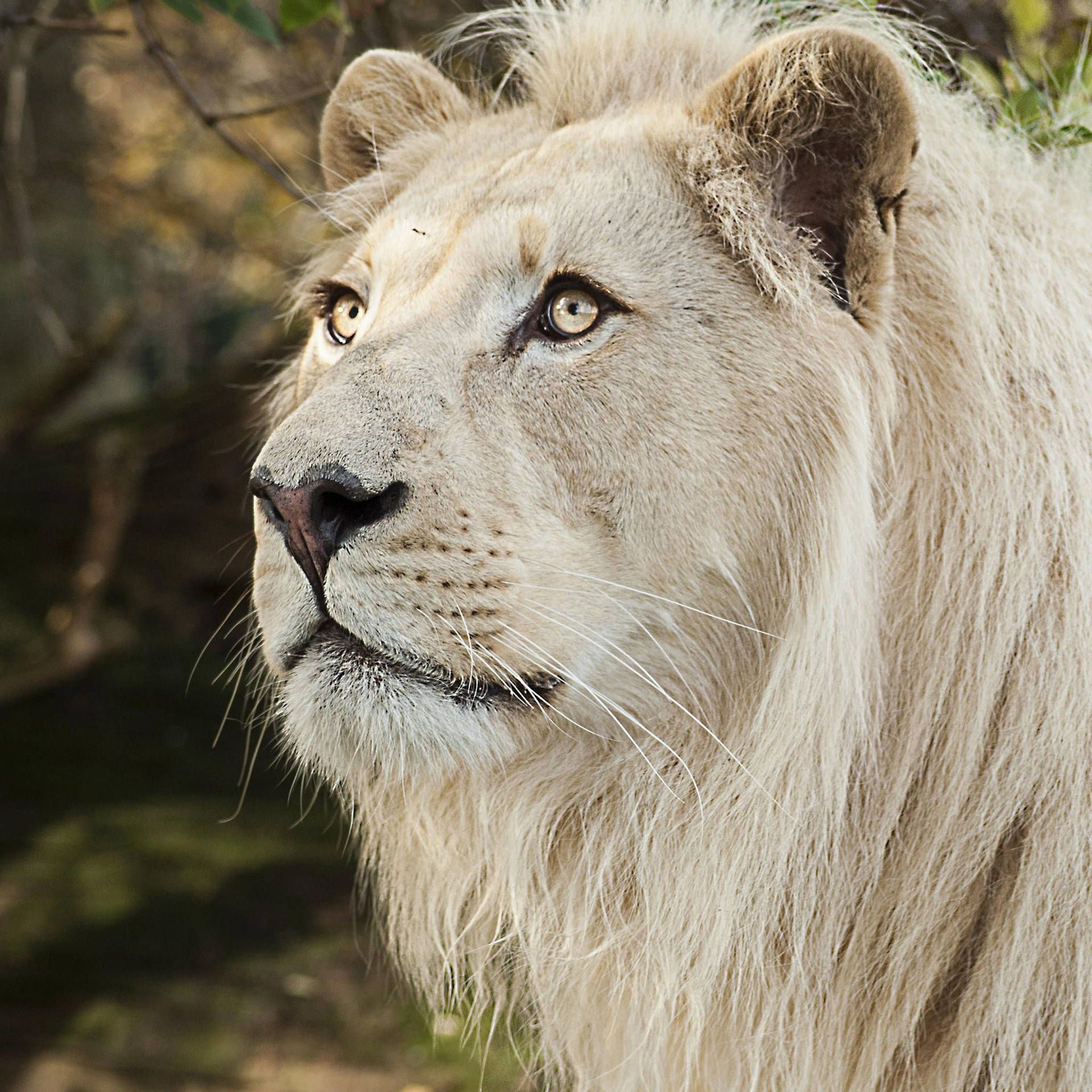 A white lion standing in the grass - Lion