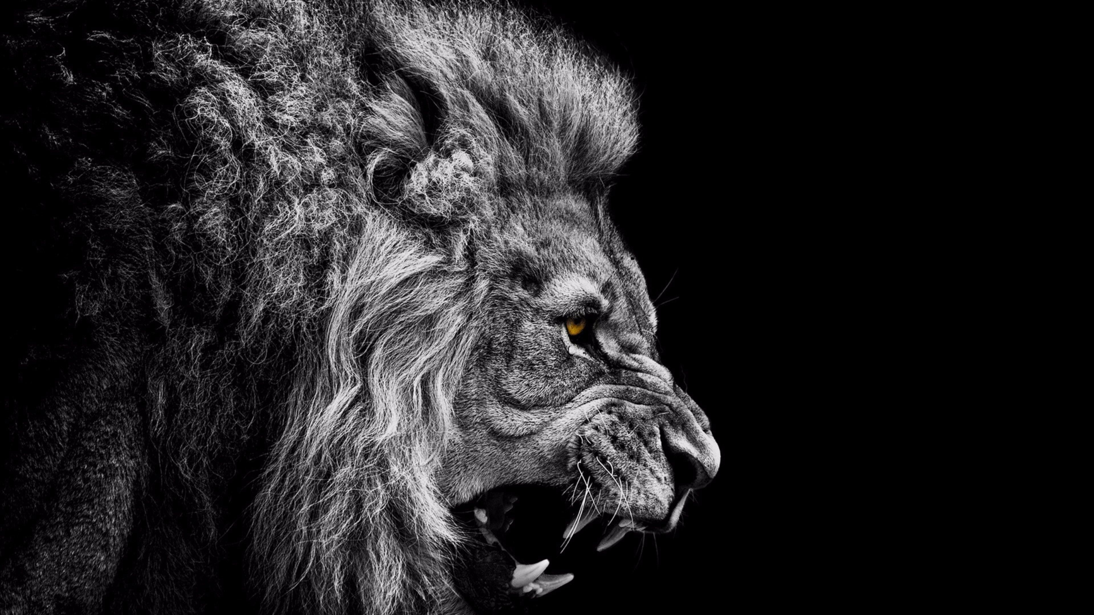 Lion Wallpaper HD Free download