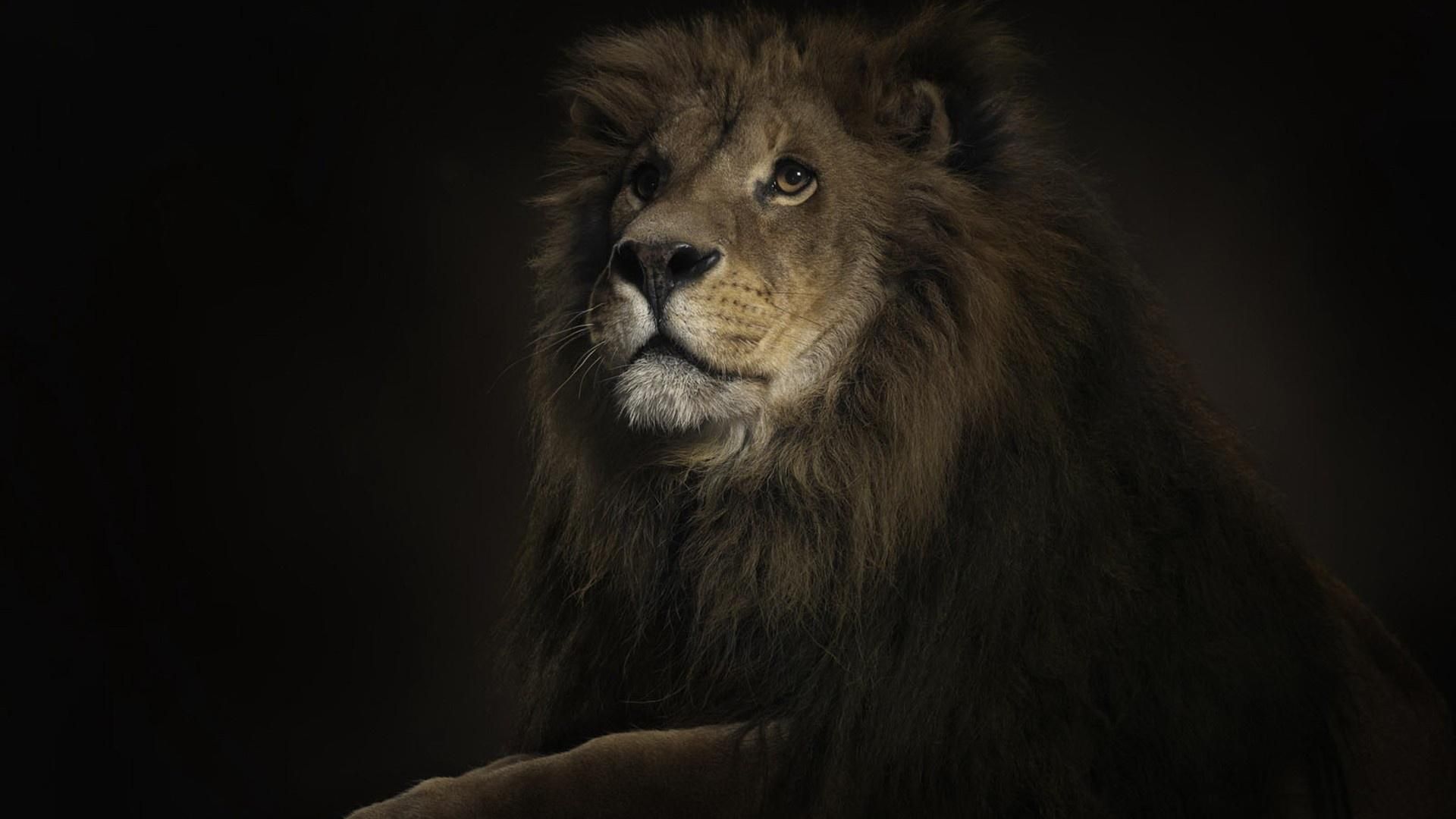 Lion in the dark wallpaper 1920x1080 desktop background - Lion