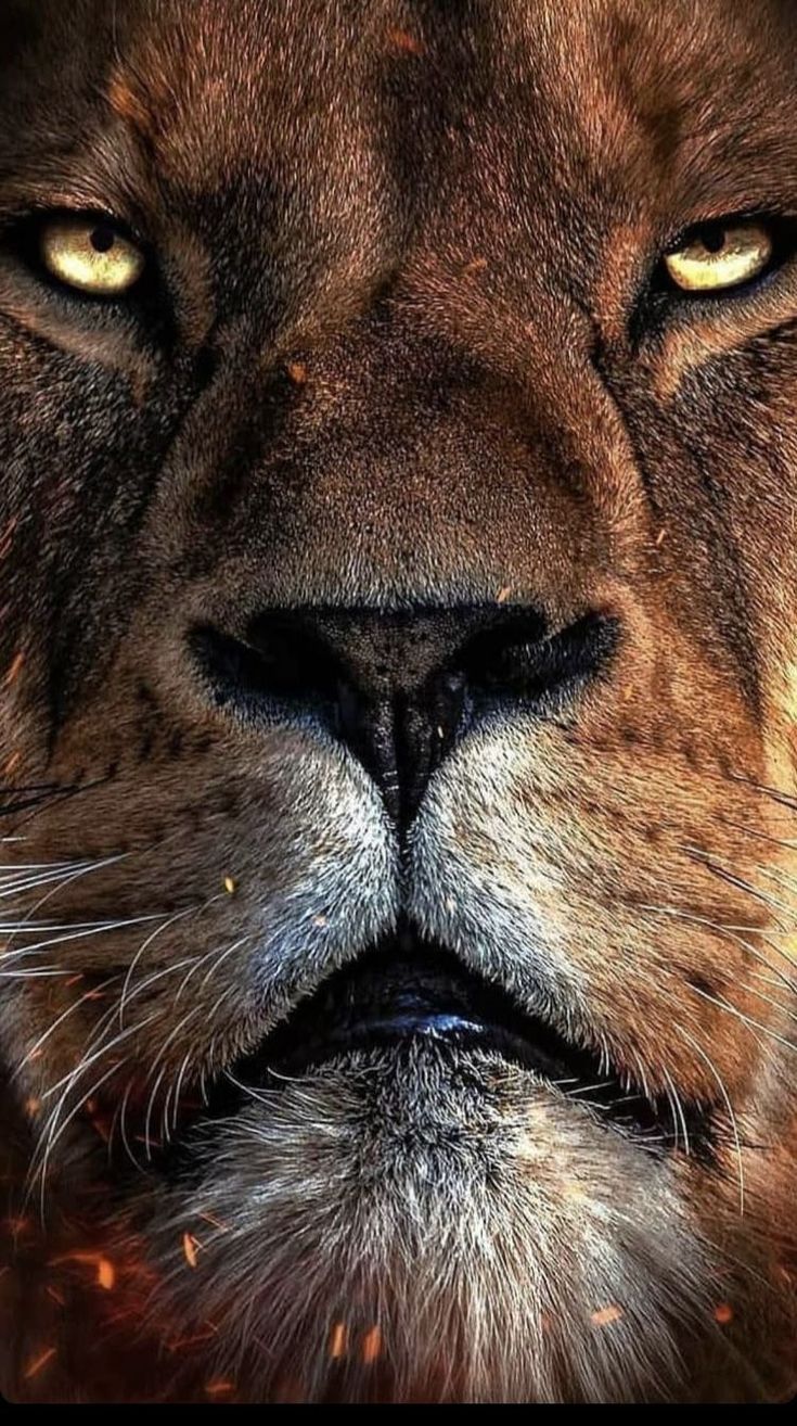 iPhone wallpaper. animal drawings. wallpaper colorful. wallpaper ideas. iphone aesthetic. Lion photography, Lion image, Lion picture