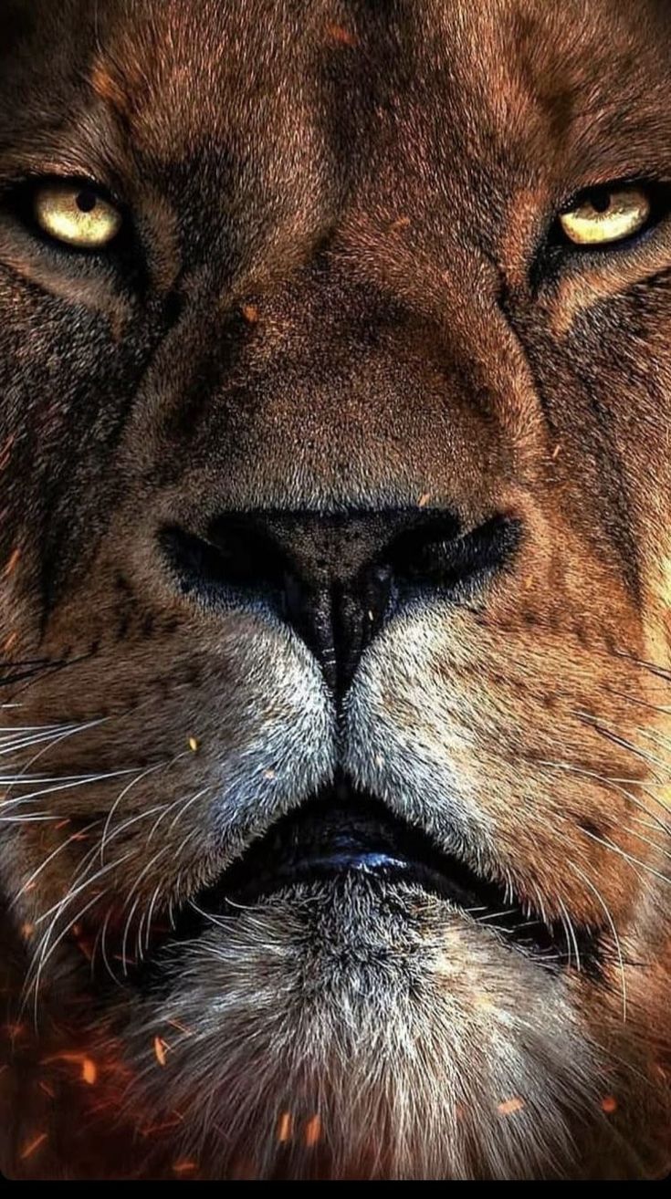 A close up of a lion's face with sparks around its mouth - Lion