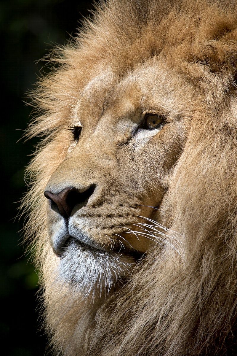 A lion with its head turned to the side - Lion