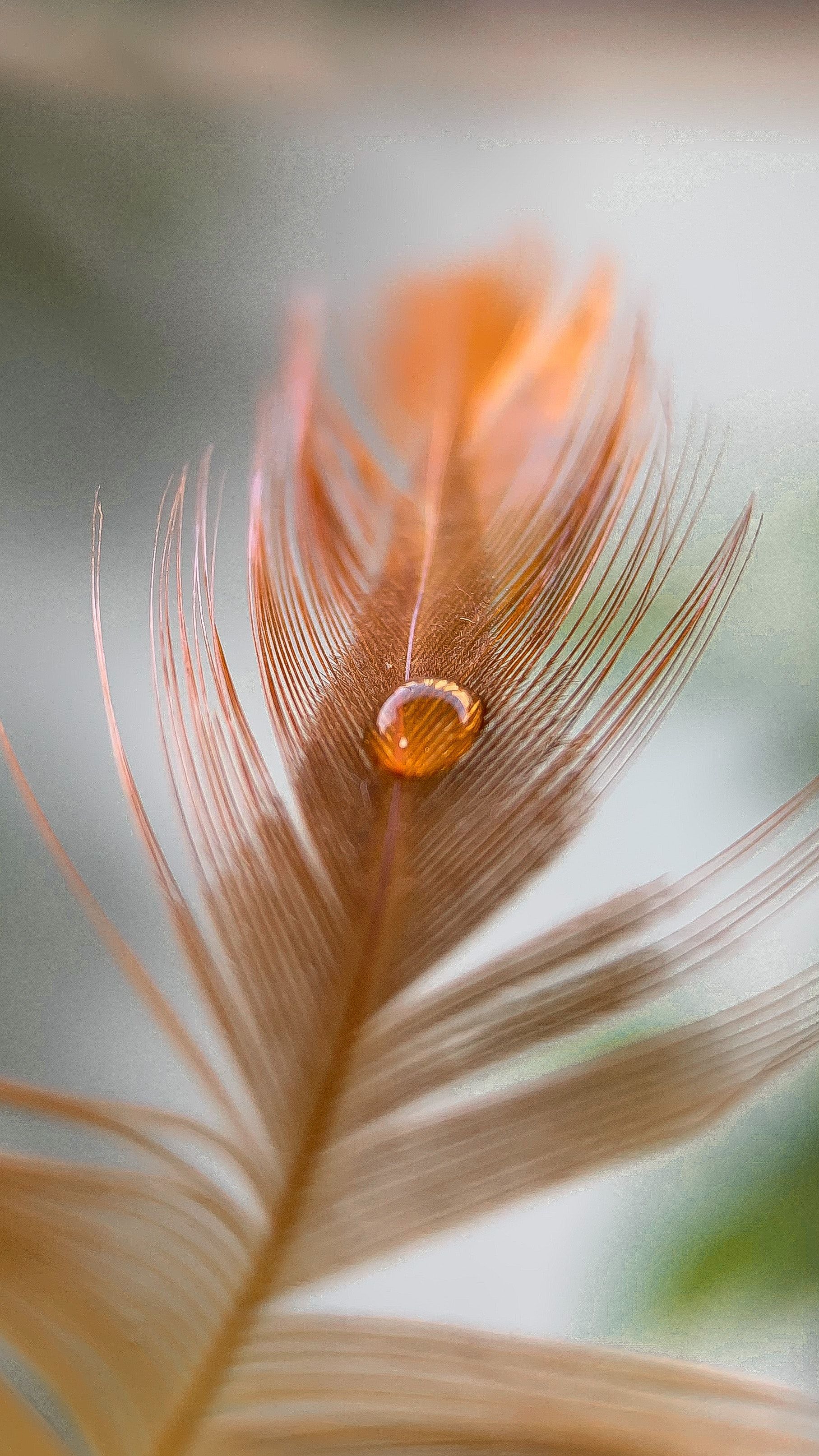 A macro shot of a feather with a water droplet on it. - Feathers