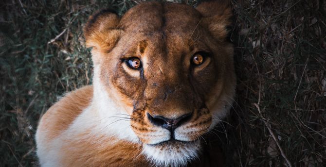 Wallpaper lioness, female lion, curious, muzzle, close up desktop wallpaper, HD image, picture, background, e3b5e5