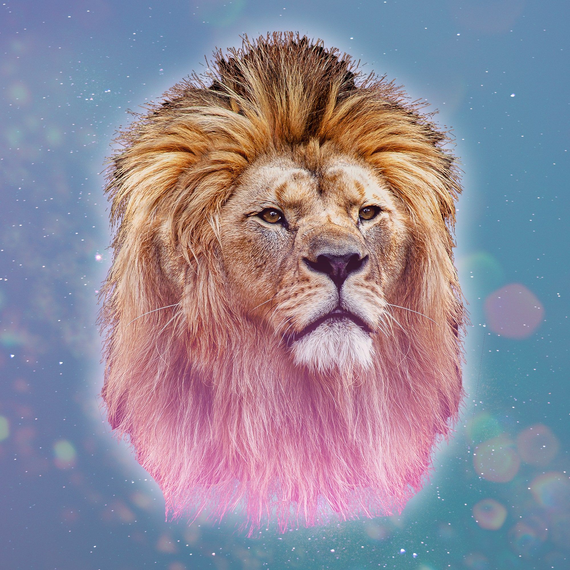 A lion with pink hair and blue background - Lion
