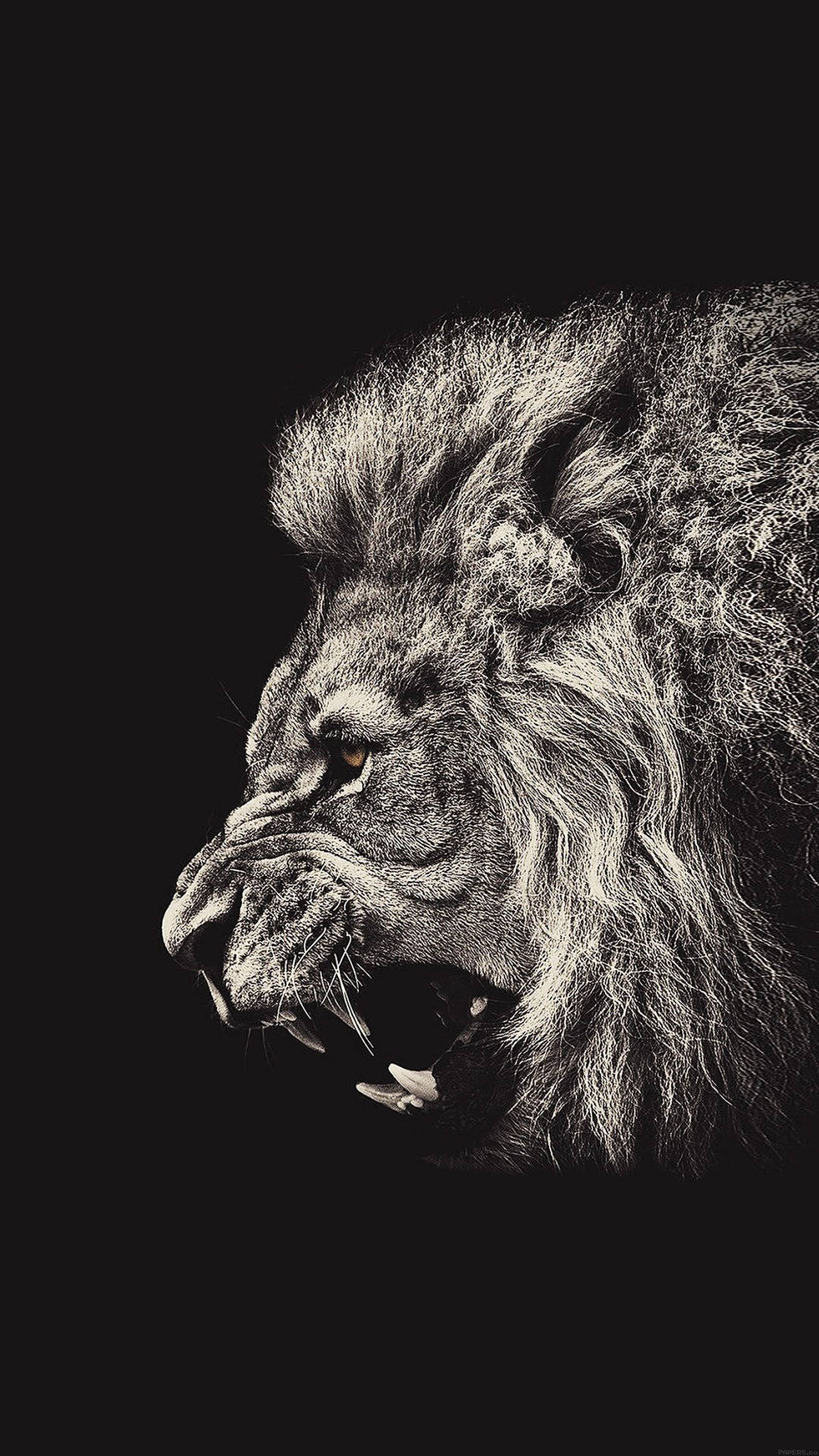 Download Fierce Roaring Lion Top iPhone HD Wallpaper