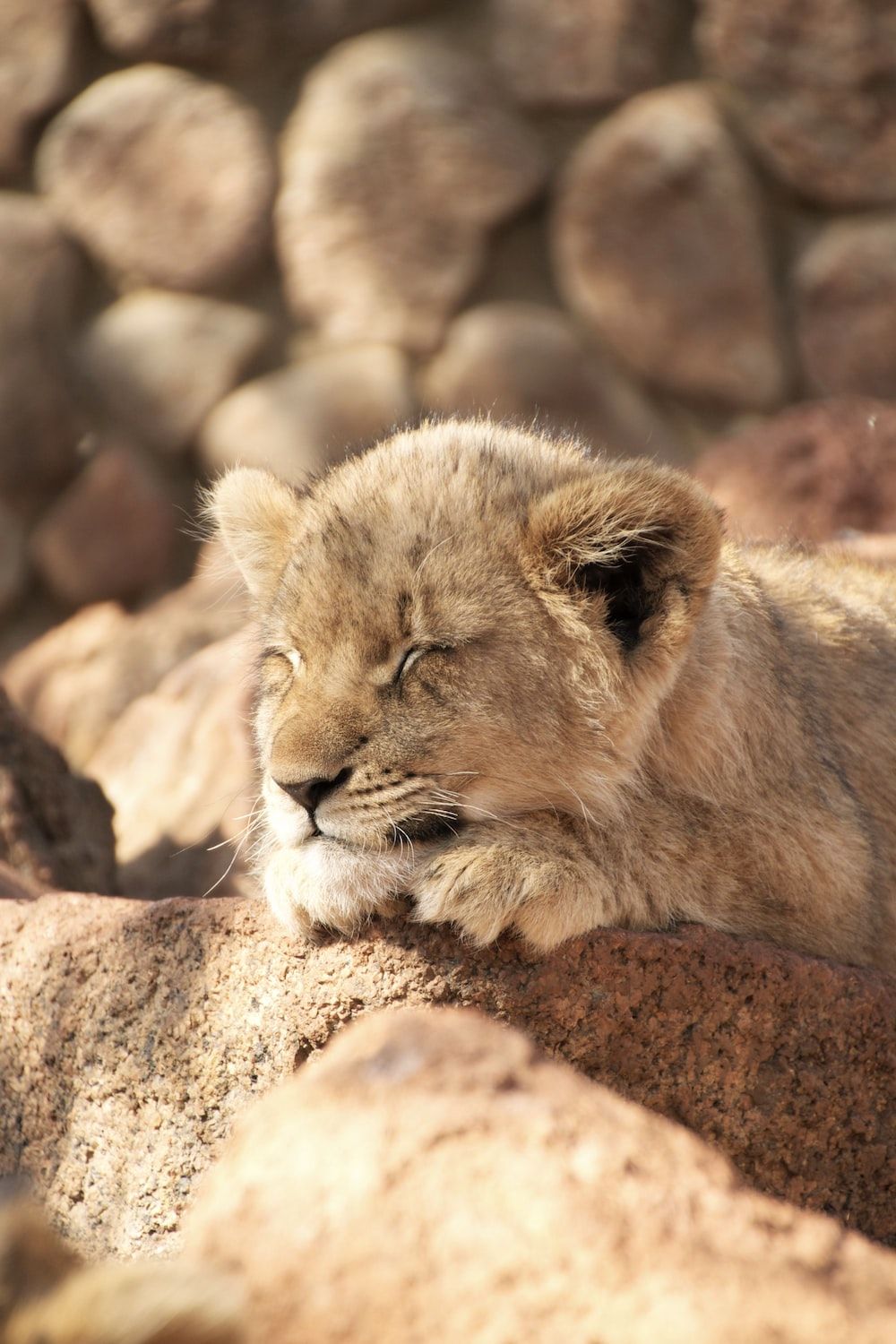 A lion cub is laying on some rocks - Lion