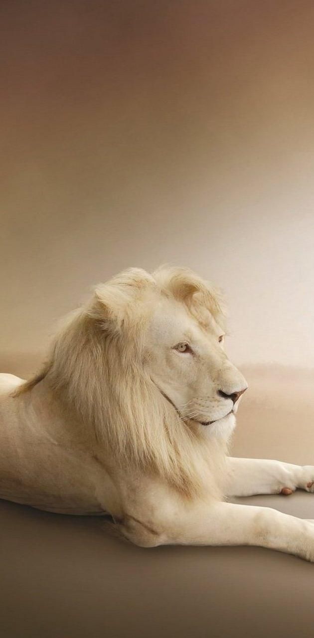 A lion laying down on the ground in front of an empty background - Lion
