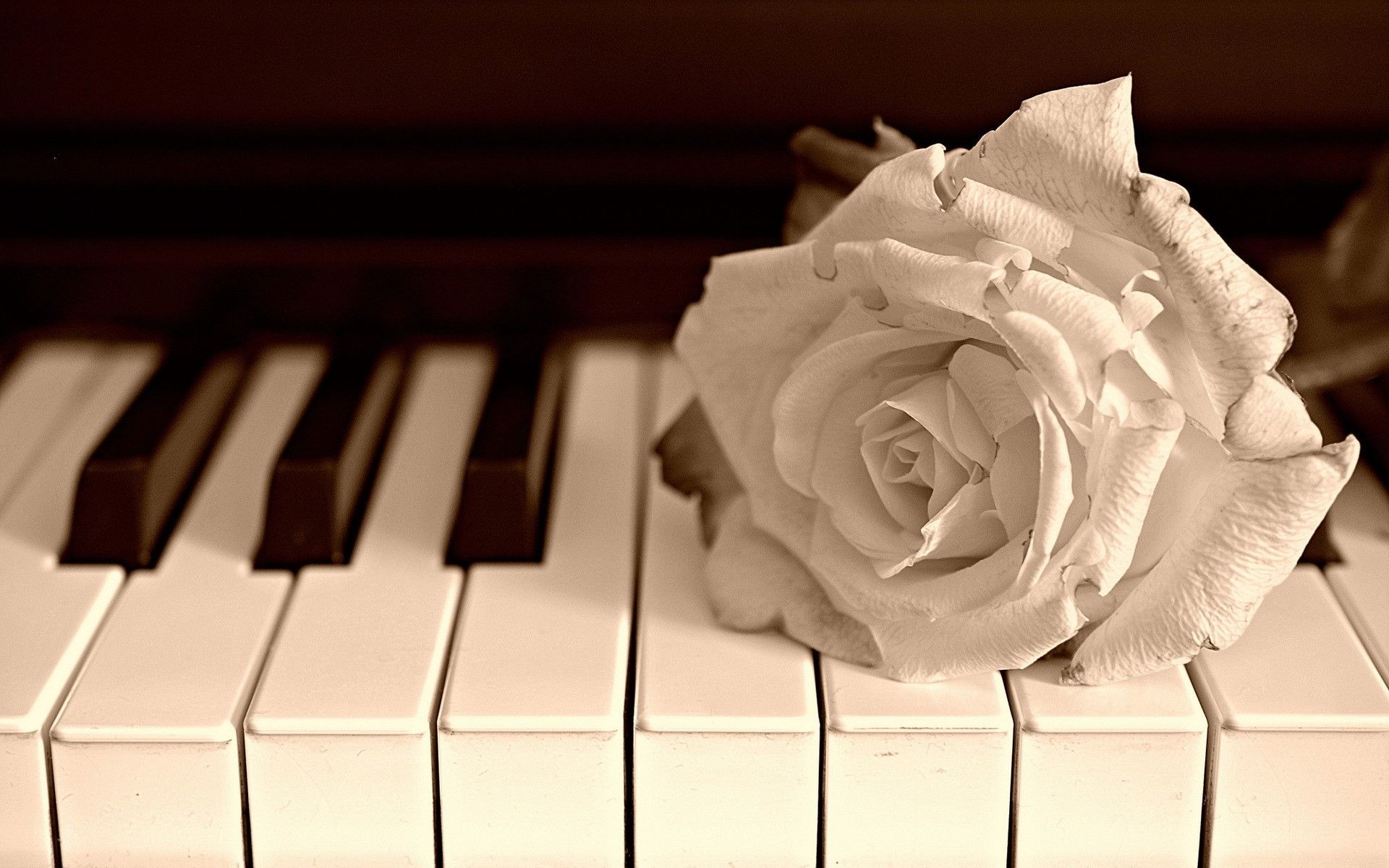 Roses, Piano, White Gallery HD Wallpaper